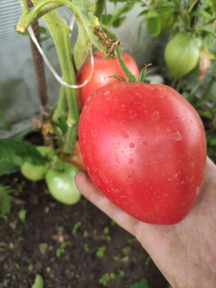 Томат Минусинские плоские сердца 2