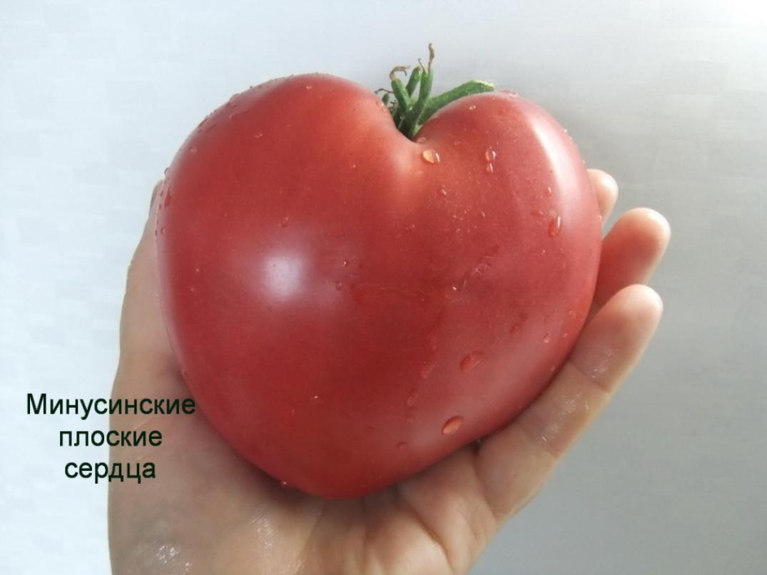 Томат Минусинские плоские сердца