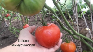 Томат Минусинские шары