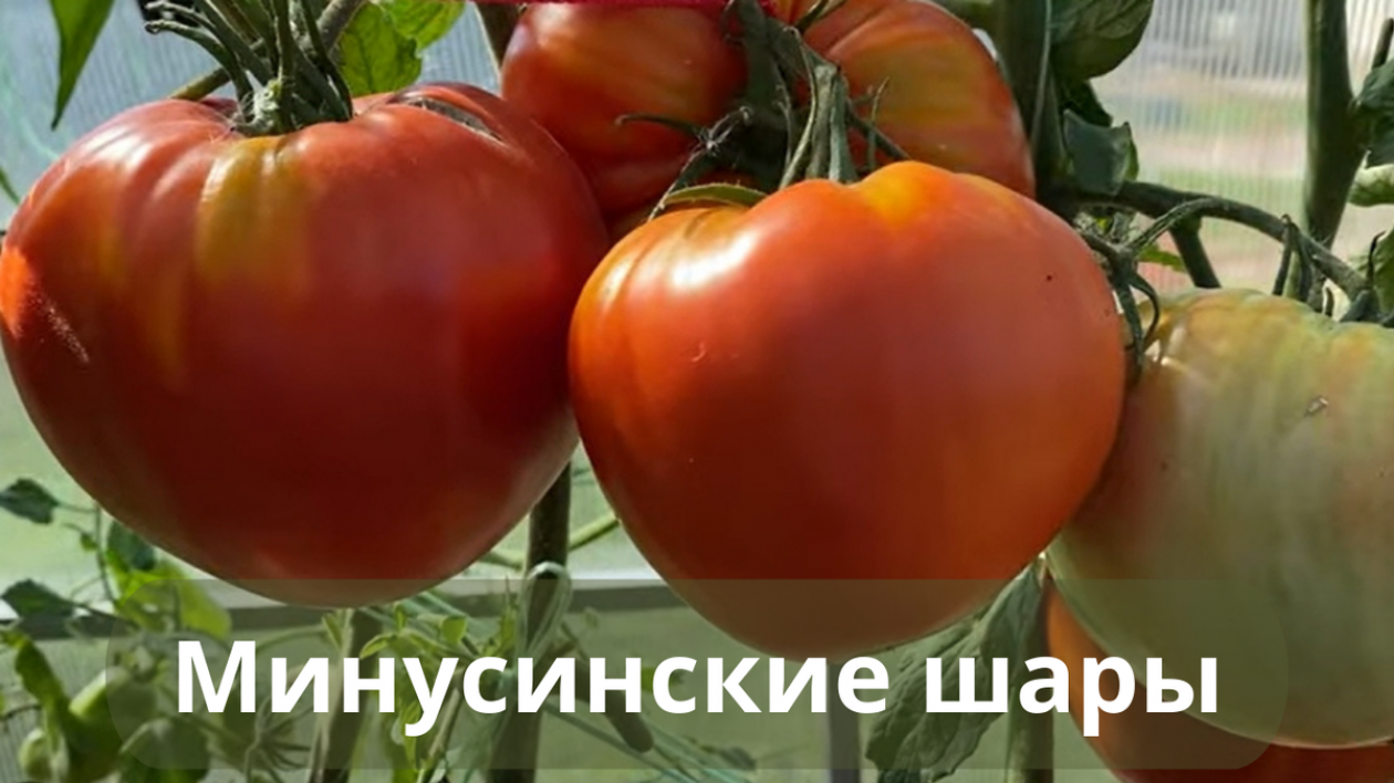 Томат Минусинские шары 2