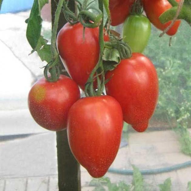 Томат Минусинские стаканы 2
