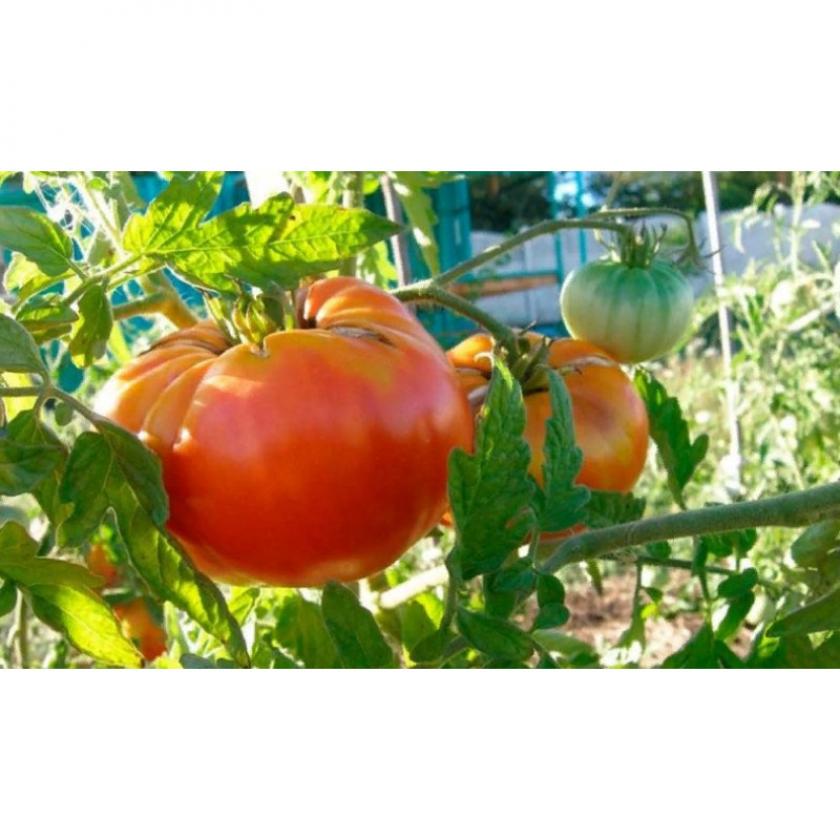 Томат Минусинский бычий лоб 2