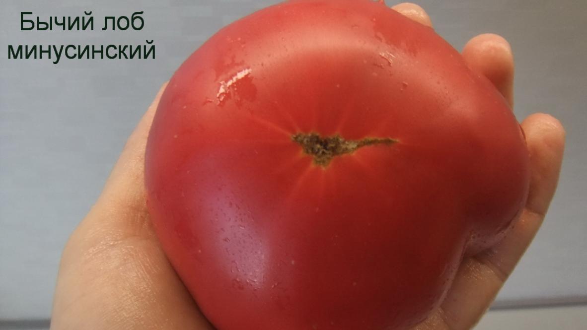Томат Минусинский бычий лоб 3