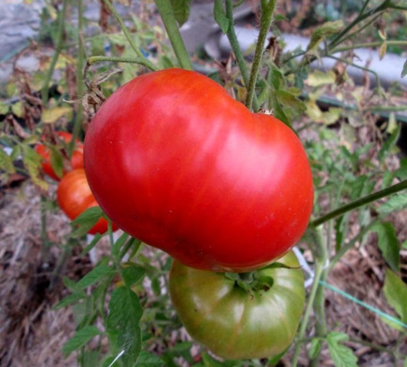 Томат Минусинский бычий лоб 4