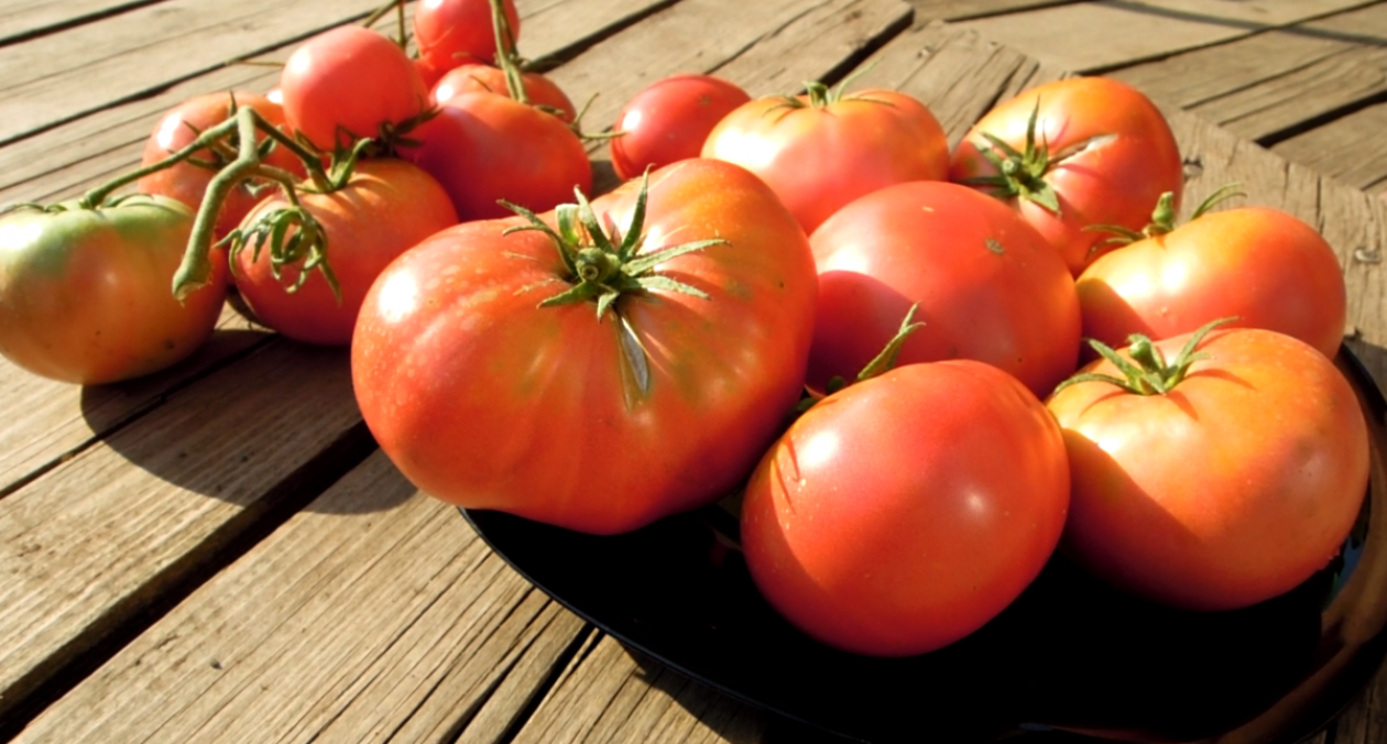 Томат Минусинский бычий лоб 5