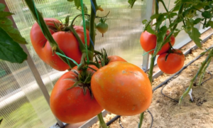 Томат Минусинский медведь