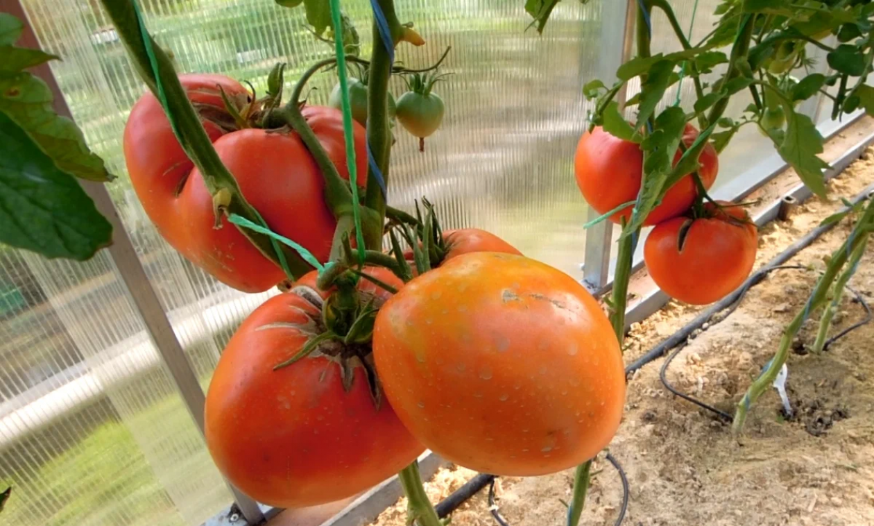 Томат Минусинский медведь