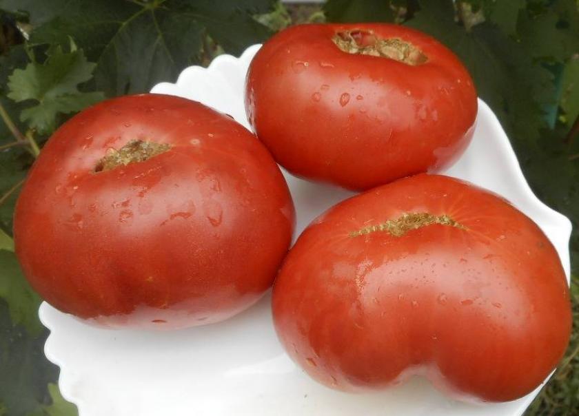 Томат Минусинский от Балуева 3