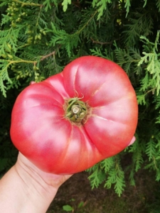 Томат Минусинский от Балуева
