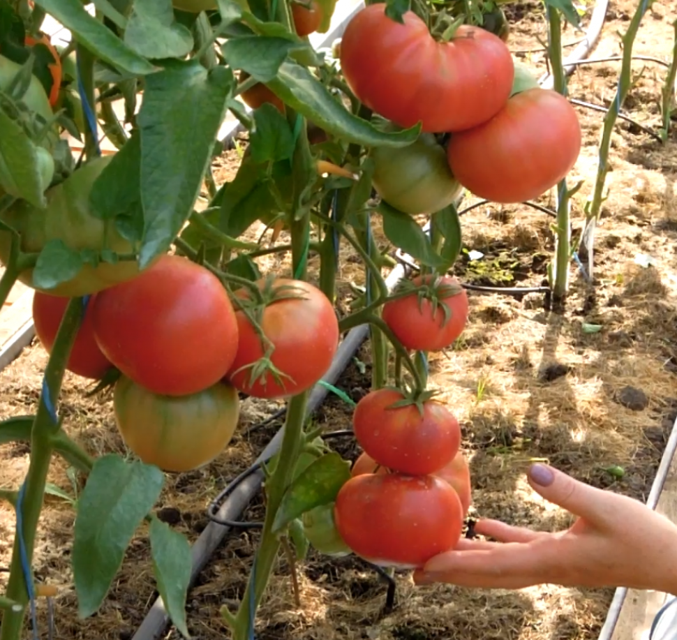 Томат Минусинский от Балуева 2