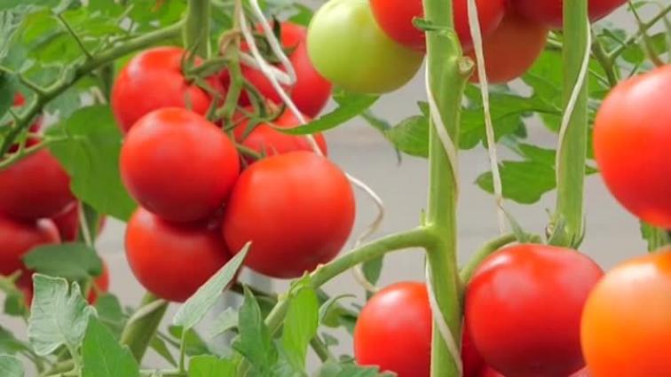 Томат Мирандалина 2