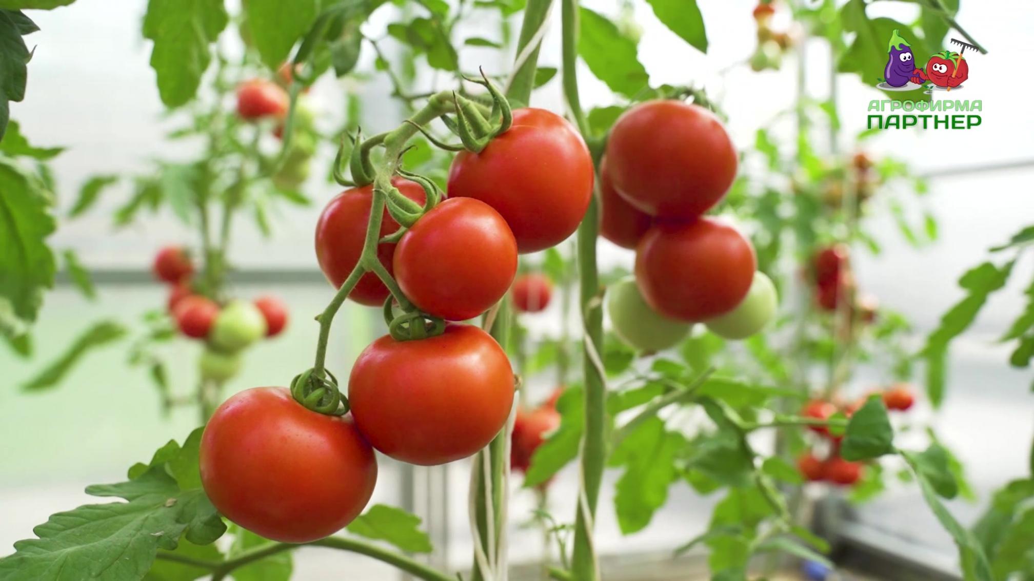 Томат Мирандалина 4