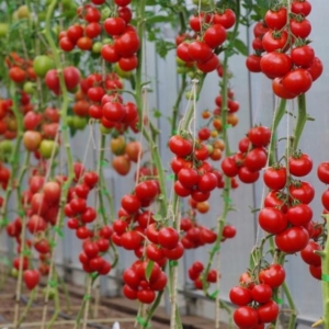 Томат Мирандалина