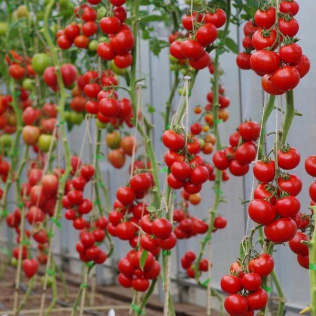 Томат Мирандалина