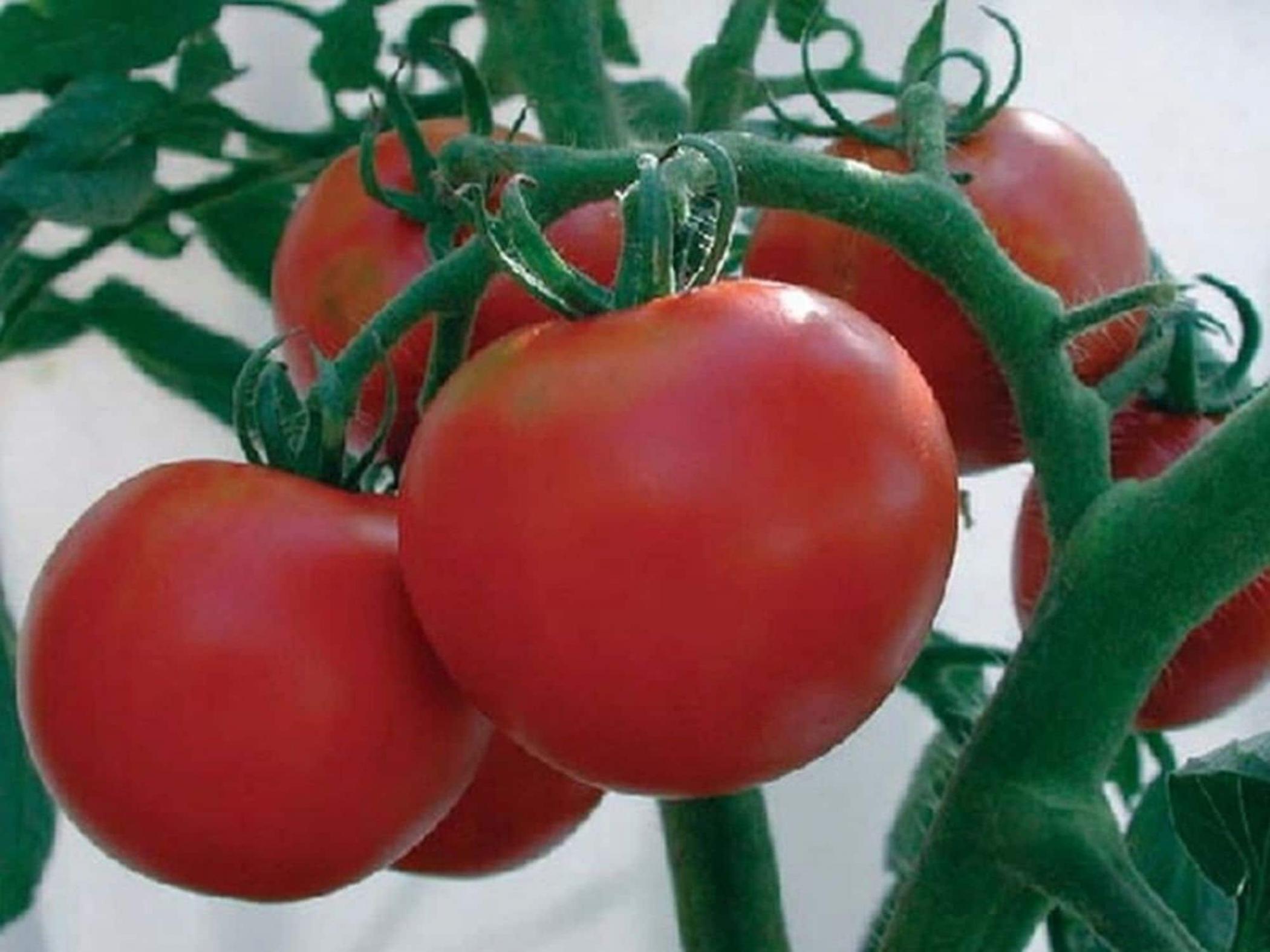 Томат Мишель 2