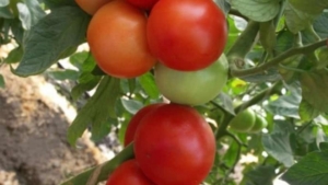 Томат Мишель