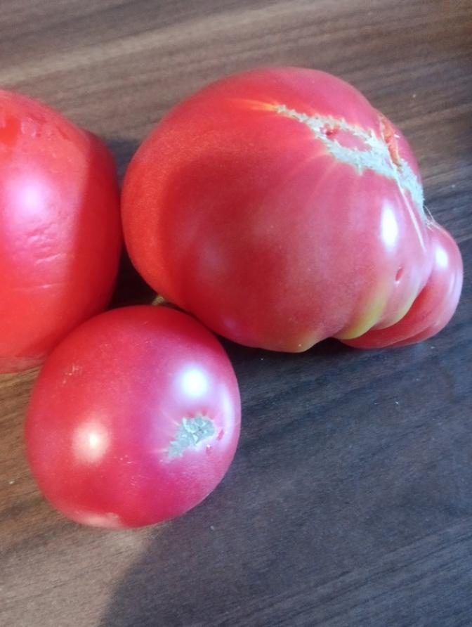 Томат Могучан Степанова 2