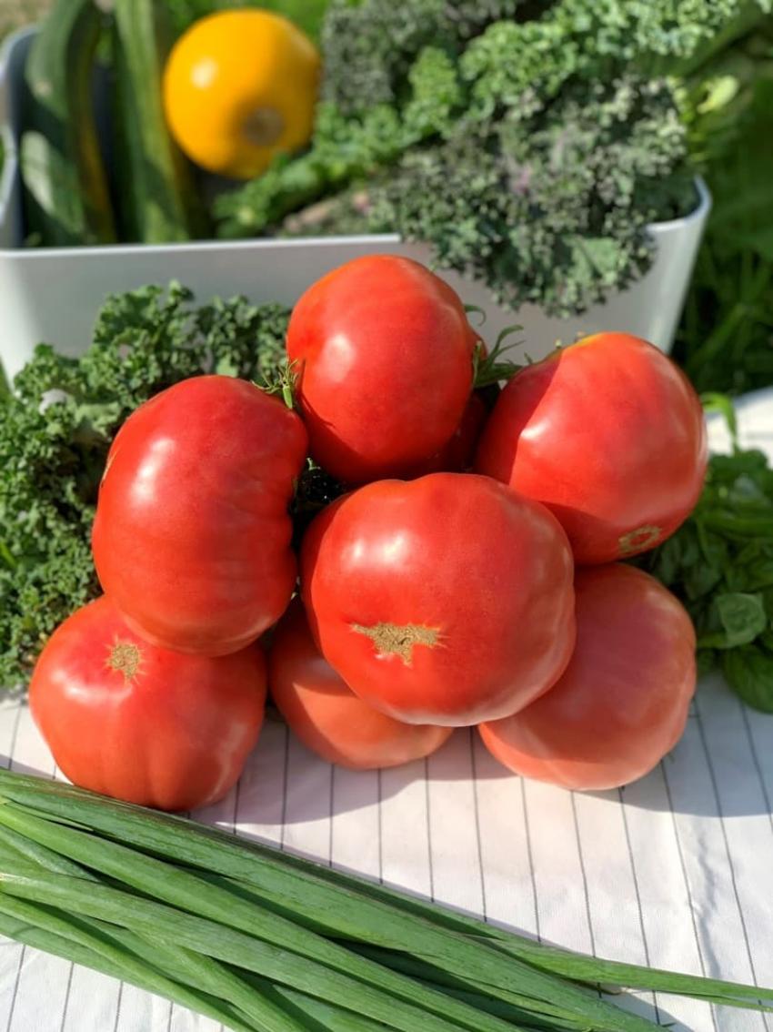 Томат Могучан Степанова