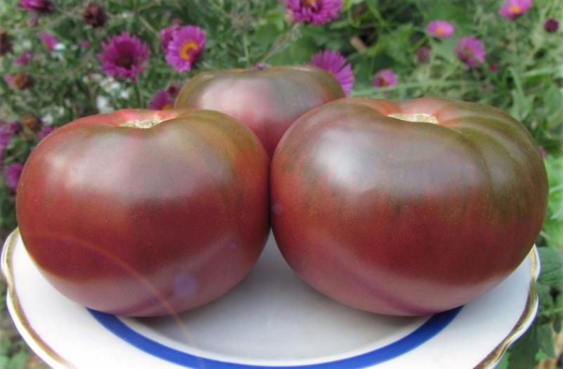 Томат Морадо