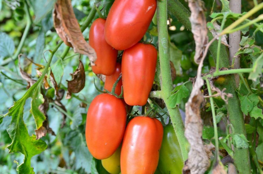 Томат Московский деликатес 3