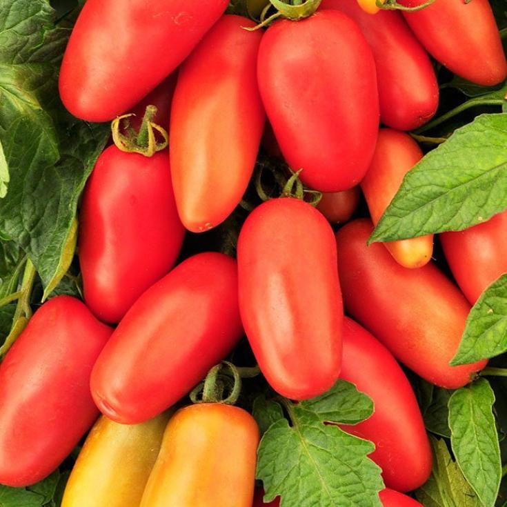 Томат Московский деликатес