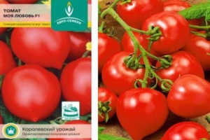 Томат Моя любовь