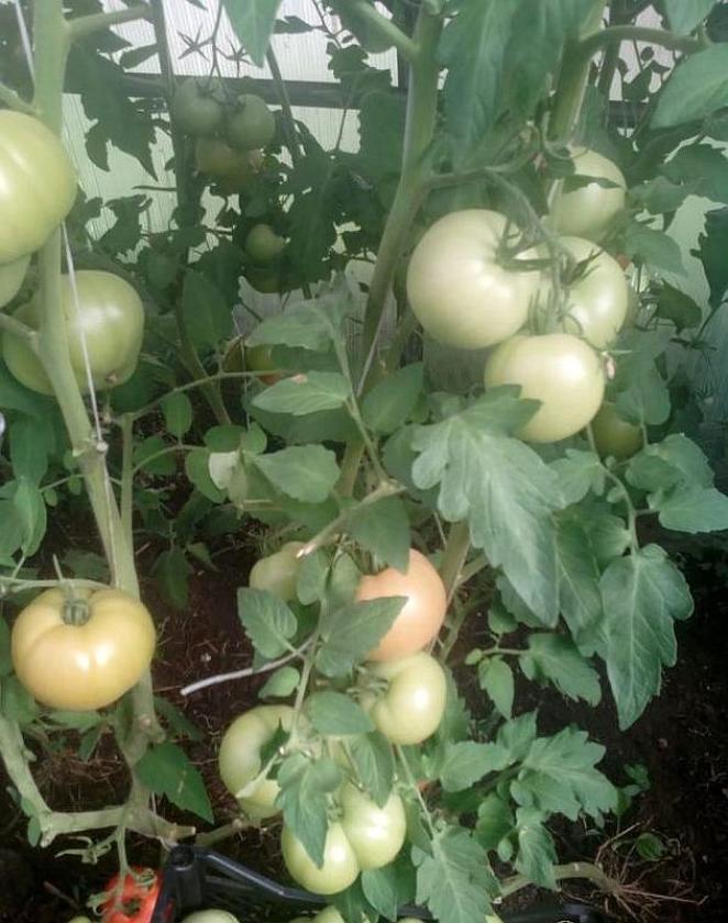 Томат Мулен Руж 2