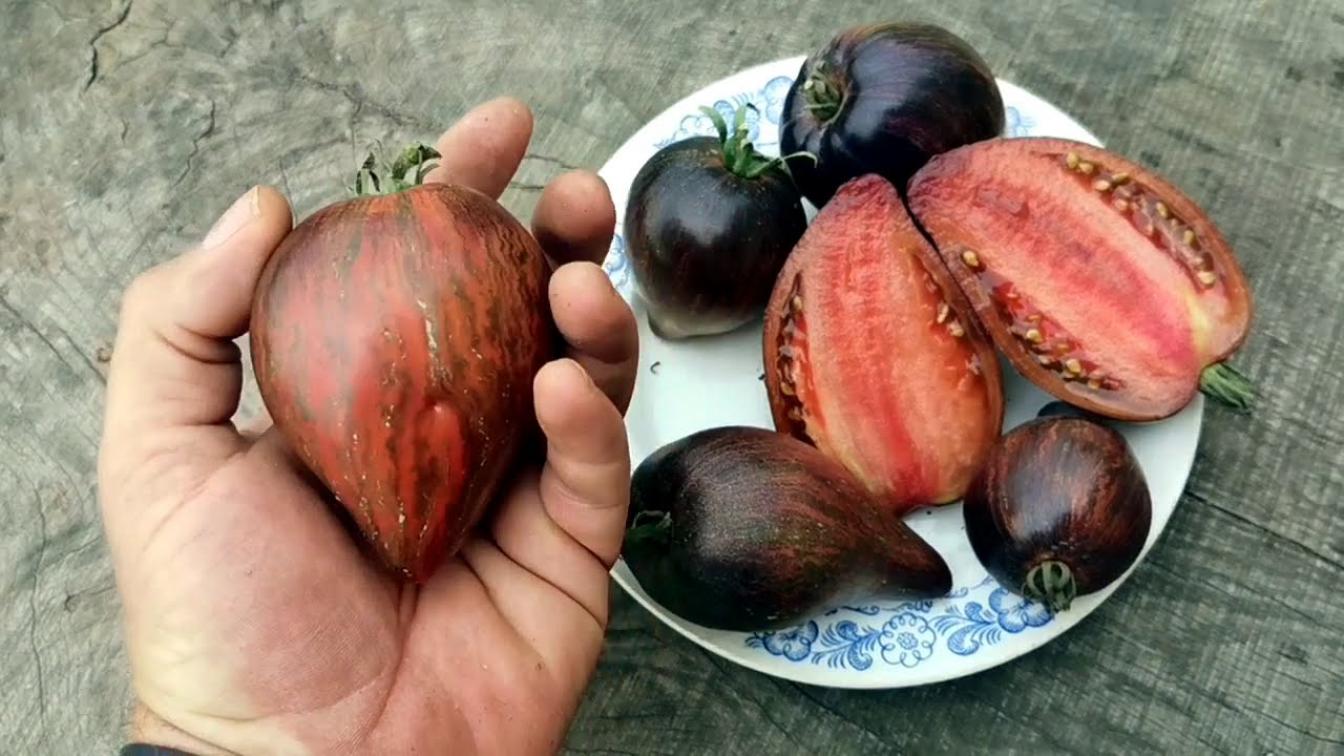 Томат Мятежный звездный истребитель Прайм 2