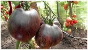 Томат Мятежный звездный истребитель Прайм