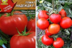 Томат Надежда
