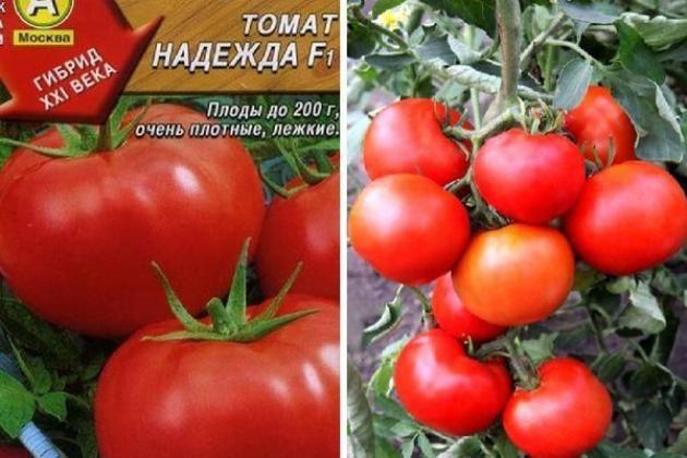 Томат Надежда