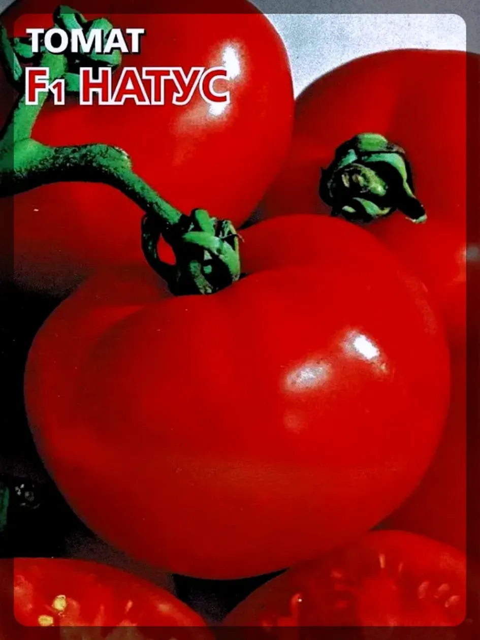 Томат Натус