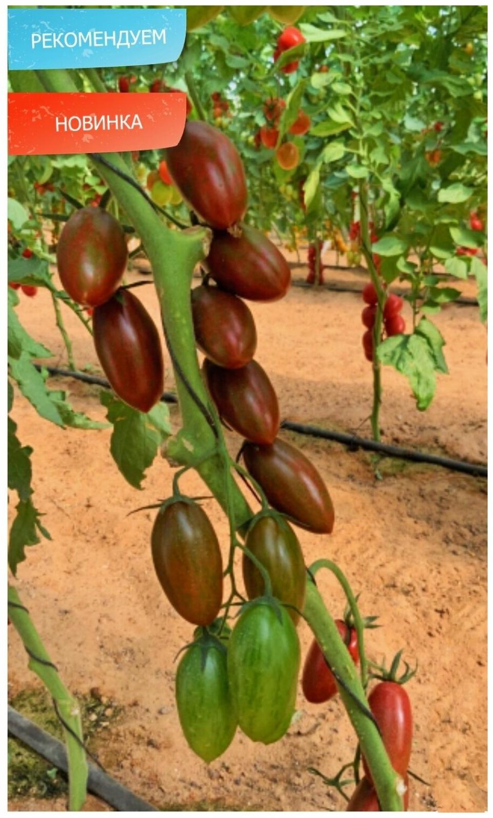 Томат Нетания 2