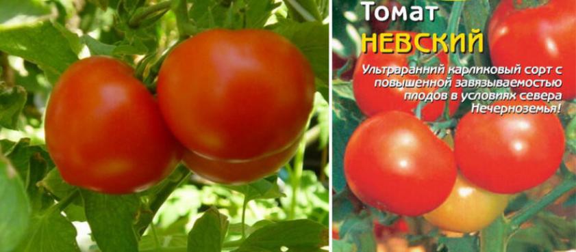 Томат Невский 2