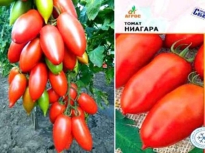 Томат Ниагара