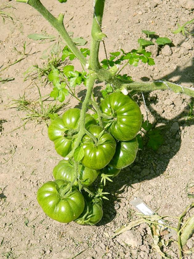 Томат Нибелунг 3