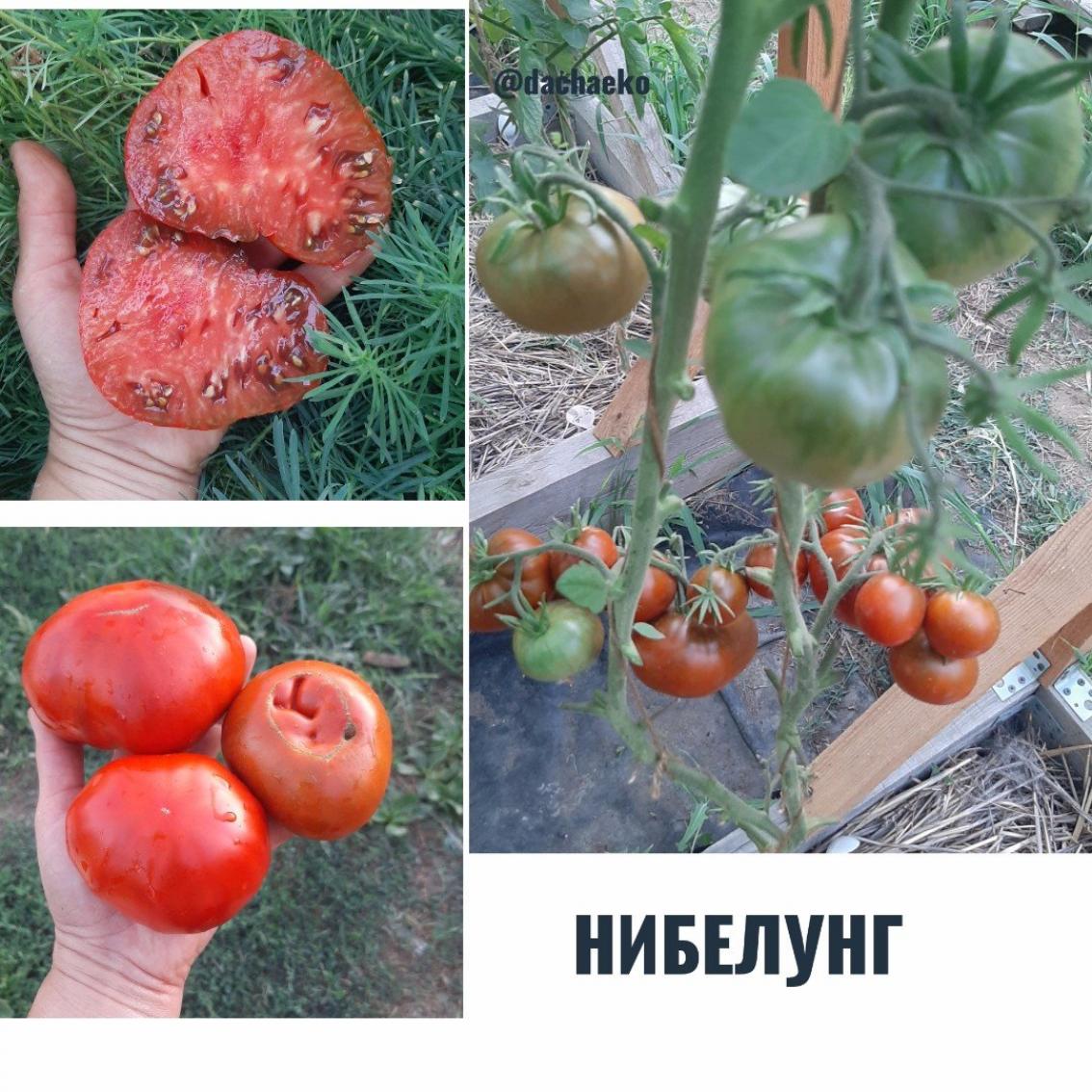 Томат Нибелунг 4