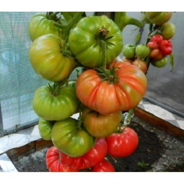 Томат Николай Николаевич