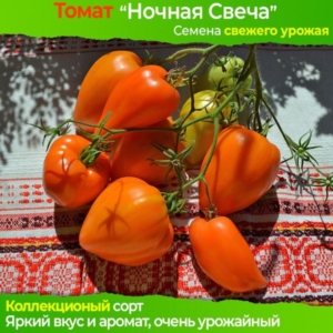 Томат Ночная свеча