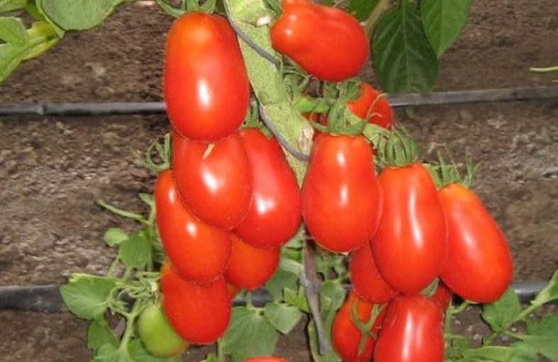 Томат Новосибирский засолочный