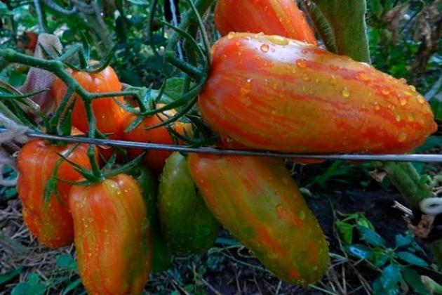 Томат Новый Кенигсберг полосатый 2