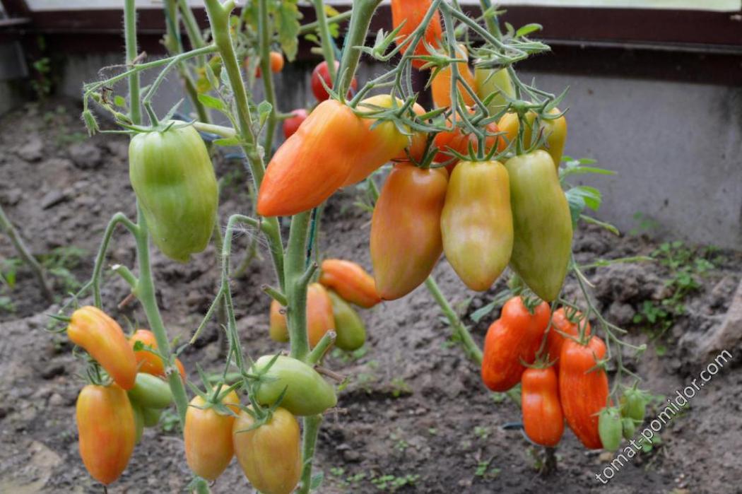 Томат Новый Кенигсберг полосатый 3