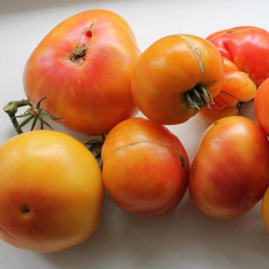 Томат Оаксаканская драгоценность 3