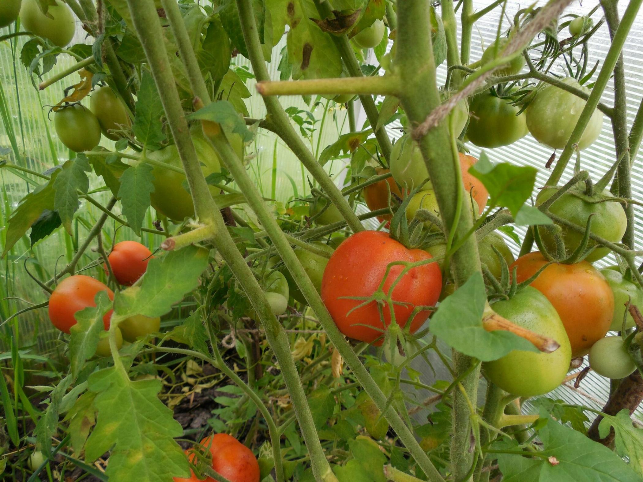 Томат Обильные Маслова 3