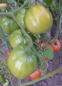 Томат Обильные Маслова