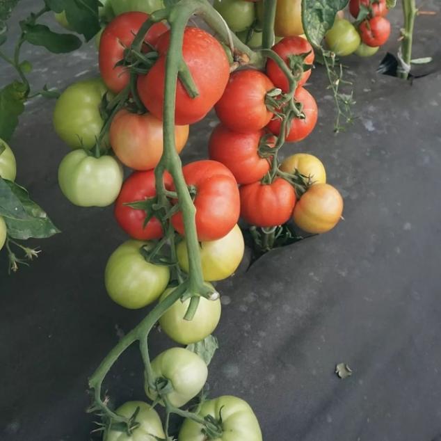 Томат Обская роза 2