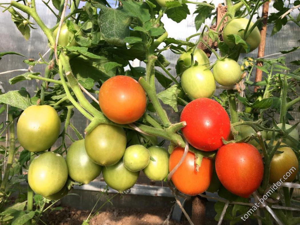 Томат Обсыпной малыш 2