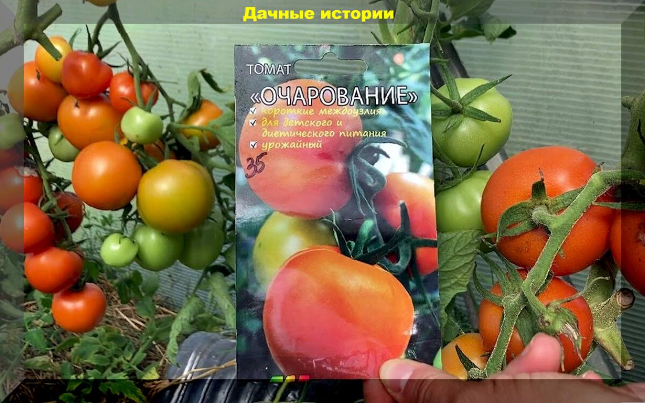 Томат Очарование 2