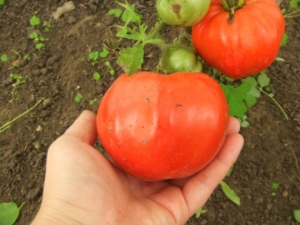 Томат Огненная лавина