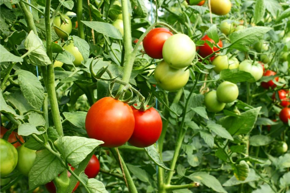 Томат Огни Челябинска 3